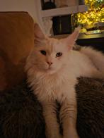 HERPLAATSING: maine coon, Kater