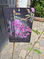 Meerstammige sierkers Prunus Kanzan, Tuin en Terras, Ophalen of Verzenden, Overige soorten, Struik, 100 tot 250 cm