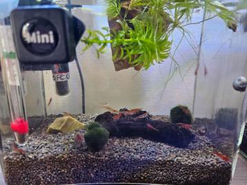 Vuurgarnaal cherry red neocaridina  beschikbaar voor biedingen