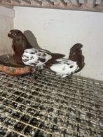 Duiven te koop, Dieren en Toebehoren, Vogels | Duiven, Meerdere dieren, Overige soorten