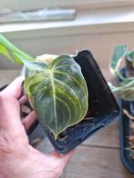 Philodendron Melanochrysum Variegata, Huis en Inrichting, Kamerplanten, Ophalen of Verzenden, Overige soorten, Minder dan 100 cm