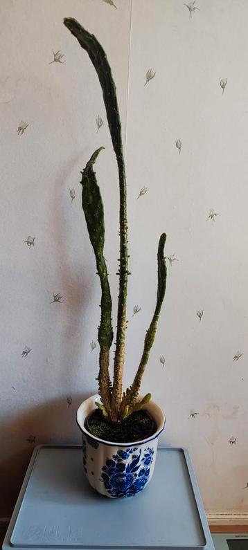 Cowboycactus, zonder buitenpotpot, maar met emmer, 80 cm beschikbaar voor biedingen