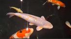 Hele mooie tamme ochiba 55-60 cm zeer mooi en apart, Karper of Koi