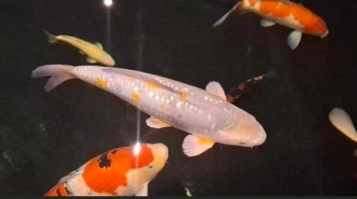 Hele mooie tamme ochiba 55-60 cm zeer mooi en apart, Dieren en Toebehoren, Vissen | Vijvervissen, Karper of Koi