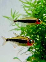 Aquariumvissen, Dieren en Toebehoren, Vissen | Aquariumvissen, Vis, Zoetwatervis