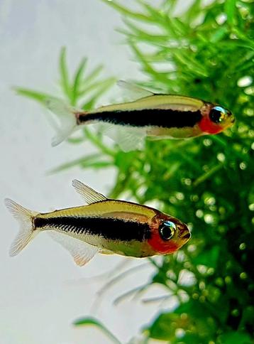 Aquariumvissen beschikbaar voor biedingen