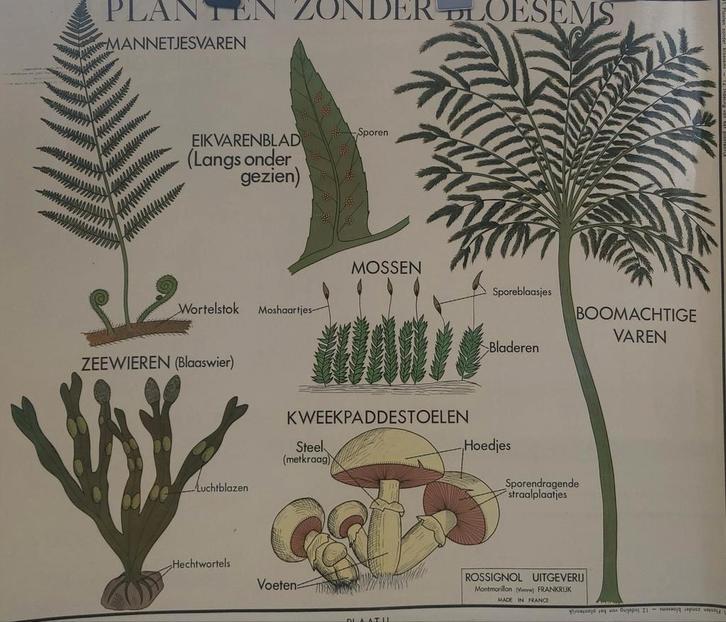 Schoolplaat Planten zonder Bloesems, Antiek en Kunst, Antiek | Schoolplaten, Natuur en Biologie, Ophalen of Verzenden
