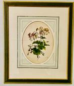 Botanische gravure Anton Weiss Violet, ingelijst, Ophalen