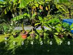 Musella lasciocarpa en Musa basjoo verschillende maten, Tuin en Terras, Ophalen, Overige soorten, Volle zon