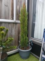 Cupressus piramide, Ophalen, Volle zon, Overige soorten, Minder dan 100 cm