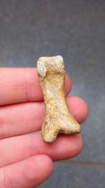 Fossiel botje uit de klauw van een Holenbeer, ijstijd, Ophalen of Verzenden, Fossiel