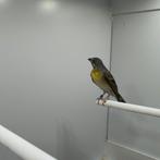 Citroenborst edelzanger man, Mannelijk