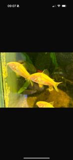 Osteogaster (corydoras) aeneus albino, Dieren en Toebehoren, Vis, Zoetwatervis