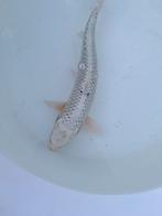 Mooie witte ghost koi, Karper of Koi