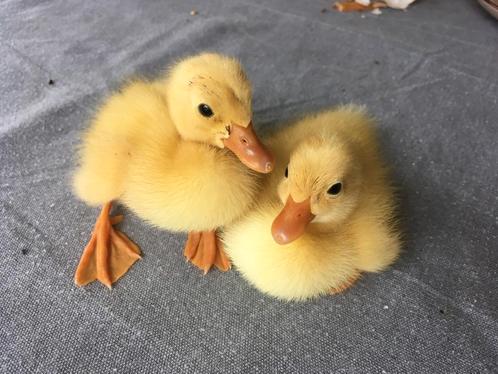 Kuikens van witte loopeenden, Dieren en Toebehoren, Pluimvee, Eend, Meerdere dieren