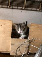 24 sept geboren nog 1 kater beschikbaar, Dieren en Toebehoren, Meerdere dieren