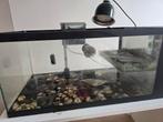 3 schildpadden plus toebehoren te koop, Dieren en Toebehoren, Ophalen, Gebruikt, Overige typen