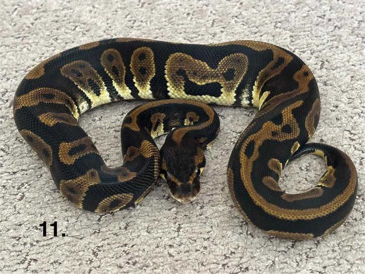 Ball python/Koningspython/Regius