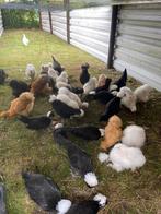 Usa zijdehoenders & hollandse kuifhoentjes., Dieren en Toebehoren, Pluimvee, Meerdere dieren, Kip