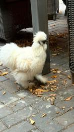 Zijdehoen haan van 4 maanden gratis ophalen, Dieren en Toebehoren, Pluimvee, Mannelijk, Kip
