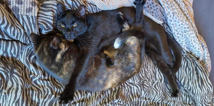 2 lieve katjes (broer en zus) 1 jaar en 3 maanden, Dieren en Toebehoren, Katten en Kittens | Overige Katten, Meerdere dieren