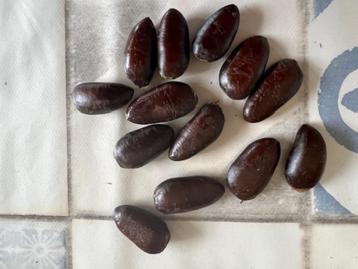 5 zaden van Asimina Triloba P1216 nieuwe oogst beschikbaar voor biedingen