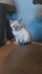 Prachtige bengaal kater - snow seal lynx point spotted, Dieren en Toebehoren, Kater, Gechipt