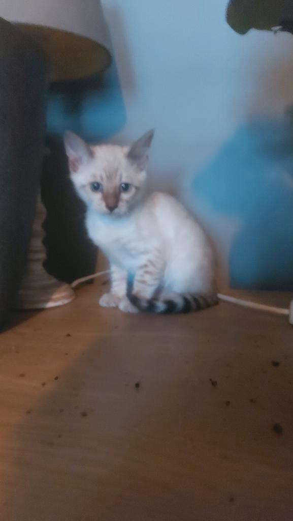 Prachtige bengaal kater - snow seal lynx point spotted, Dieren en Toebehoren, Katten en Kittens | Raskatten | Korthaar, Kater