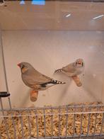 Koppel zebravinken split charcoal, Meerdere dieren