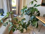 Grote kamerplant (met pot), Ophalen