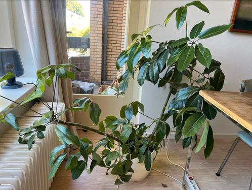 Grote kamerplant (met pot), Huis en Inrichting, Kamerplanten, Ophalen