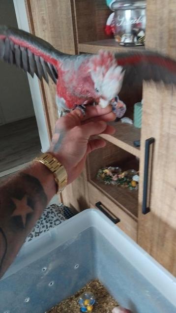 Rose kakatoe  beschikbaar voor biedingen