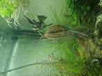 Maanvissen zoetwater, Dieren en Toebehoren, Vissen | Aquariumvissen, Vis