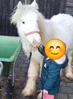 Super lieve mini tinkers, Dieren en Toebehoren, 0 tot 2 jaar, Hengst, Gechipt, B pony (1.17m tot 1.27m)