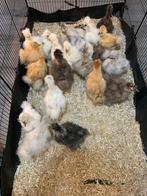 Hennen 🐥7 wk Usa zijdehoen geent 💯% hen garantie✅, Dieren en Toebehoren, Pluimvee, Vrouwelijk, Kip