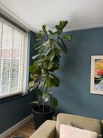 Grote Tabaksplant - 2 meter hoog, Ophalen, 200 cm of meer, Overige soorten, Halfschaduw