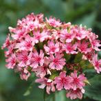 Lychnis chalcedonica 'Rosea' - koekoeksbloem - bio zaden, Ophalen of Verzenden, Voorjaar, Volle zon, Zaad