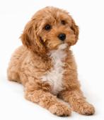 Adoptie, herplaatsing, herplaats, bemiddeling, pup,puppie, 15 weken tot 1 jaar, Meerdere, Meerdere dieren, Nederland