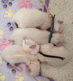 Lilac en Chocolate Ragdoll kittens met stamboom, Dieren en Toebehoren, Katten en Kittens | Raskatten | Langhaar, Meerdere dieren