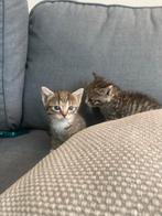 Kittens, Dieren en Toebehoren, Katten en Kittens | Raskatten | Korthaar