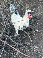 Gratis jonge hanen, Dieren en Toebehoren, Pluimvee, Mannelijk, Kip