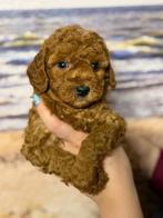 Mini labradoodle/ mini doodle pups te koop MOGEN VERHUIZEN!, Dieren en Toebehoren, Overige rassen, CDV (hondenziekte), 8 tot 15 weken