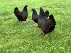Barnevelder krielkippen bruin gezoomd hen gesekst + ingeënt, Dieren en Toebehoren, Pluimvee, Vrouwelijk, Kip