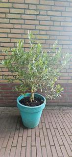 Mooi olijfboompje met pot, Ophalen, Volle zon, Olijfboom, 100 tot 250 cm