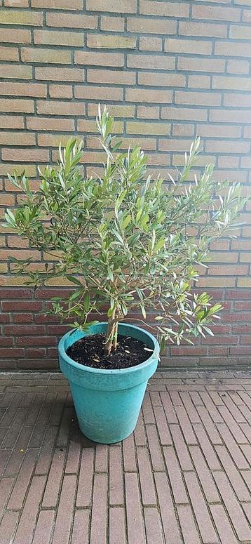 Mooi olijfboompje met pot beschikbaar voor biedingen