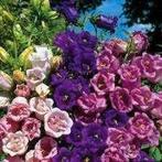 Zaden Campanula medium dubbelbloemig, Verzenden, Volle zon
