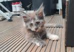 Maine coon kittens, Dieren en Toebehoren, Katten en Kittens | Raskatten | Langhaar, Poes