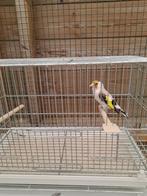 Major Putters 2024, Dieren en Toebehoren, Vogels | Overige Vogels, Meerdere dieren, Wildzangvogel, Geringd