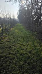 Te Huur: Paddock Paradise Weidegang in een Prachtige Boomgaa, Dieren en Toebehoren, Weidegang