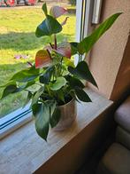 4x Anthurium, Huis en Inrichting, Kamerplanten, Ophalen of Verzenden